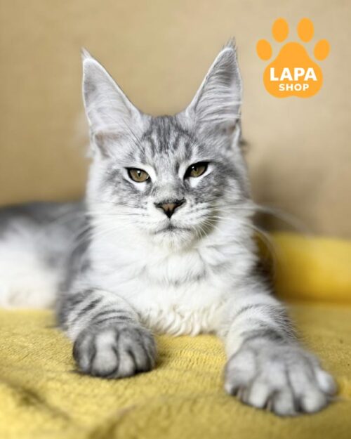 сріблясто-мармурова кішка мейн-кун