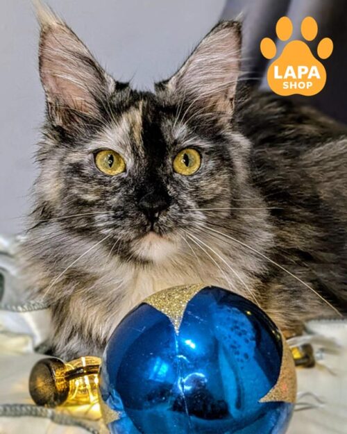 черепахово-димна кішка мейн-кун