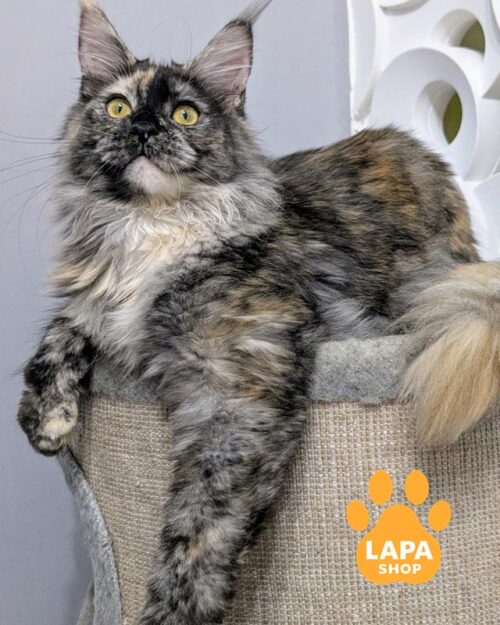 черепахово-димна кішка мейн-кун