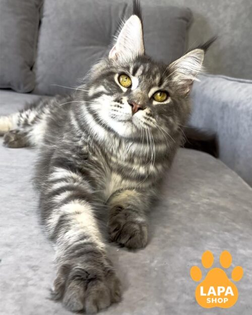 блакитно-мармуровий мейн-кун