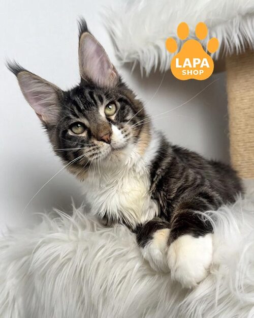 мармурово-білий мейн-кун