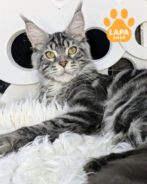 сріблясто-мармуровий мейн-кун