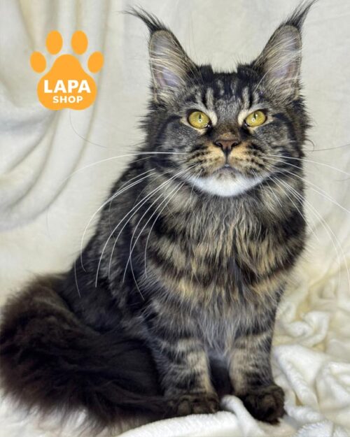 мармурова кішка мейн-кун