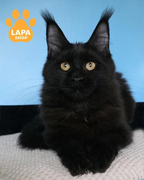 чорна кішка мейн-кун