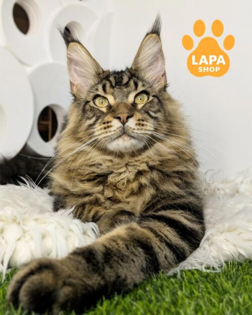 мармуровий мейн-кун