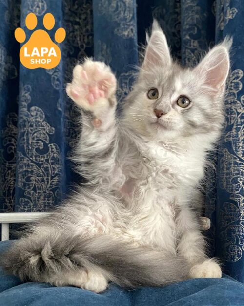 срібляста кішка мейн-кун