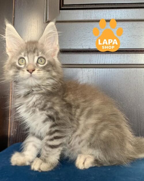 сріблястий мейн-кун