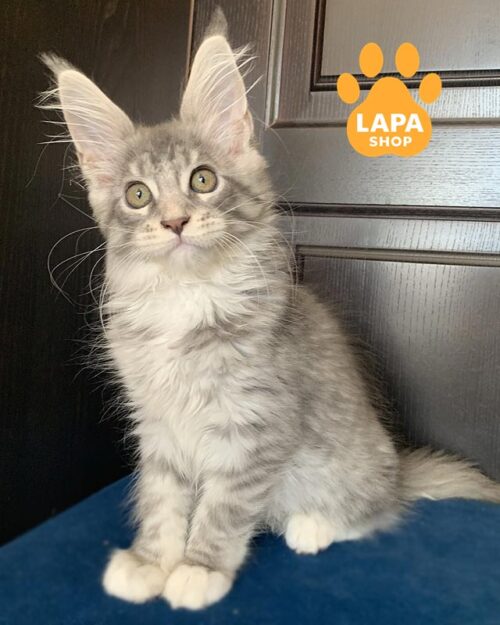 сріблясто-біла кішка мейн-кун