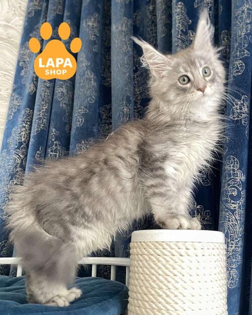 срібляста кішка мейн-кун