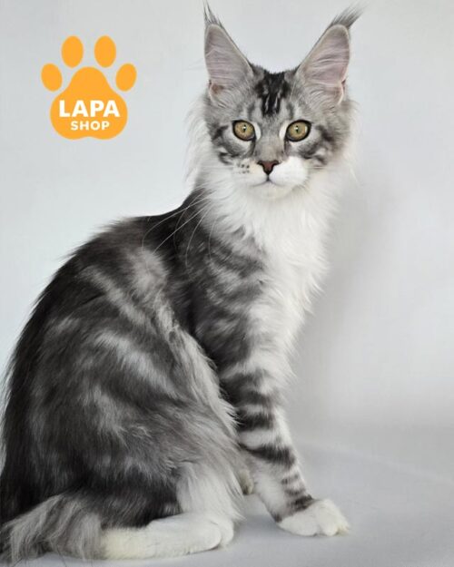 сріблясто-мармурова кішка мейн-кун