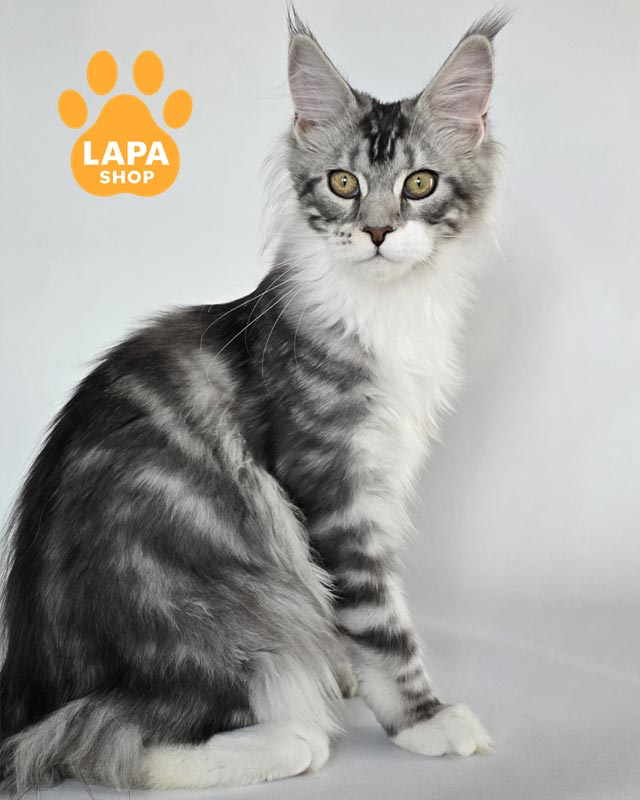 сріблясто-мармурова кішка мейн-кун