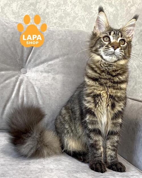 плямиста кішка мейн-кун