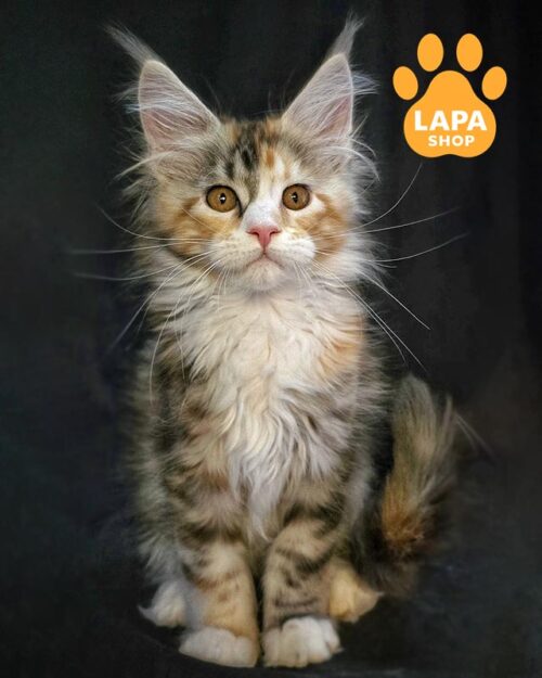 кішка мейн-кун