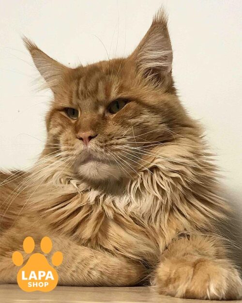 тигрово-рудий мейн-кун