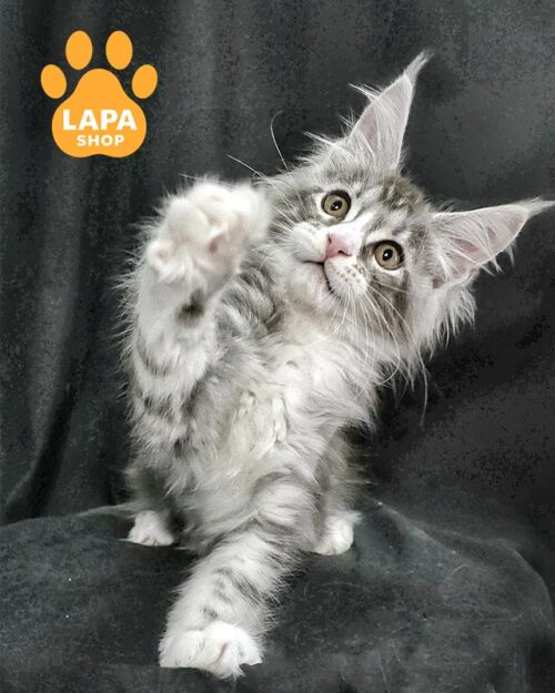 сріблясто-мармурова кішка мейн-кун