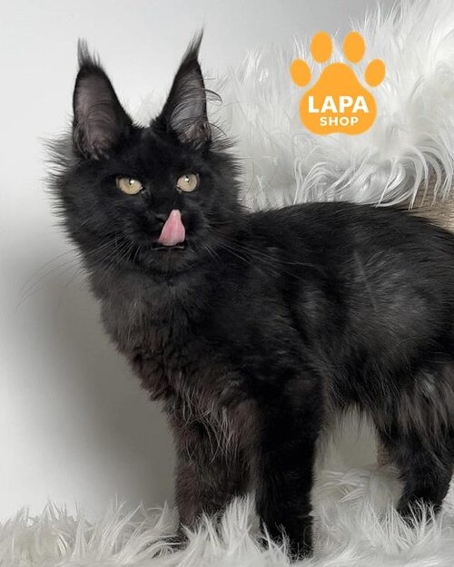 димний мейн-кун