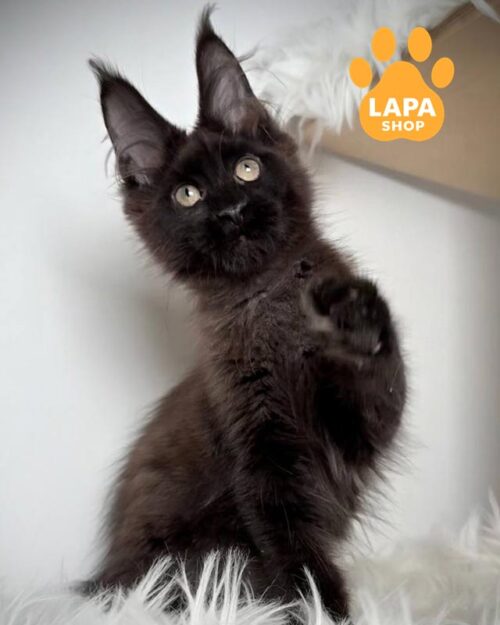 черный мейн-кун