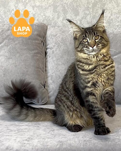 мейн-кун полідакт