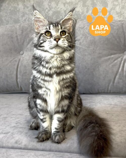 сріблясто-мармурова кішка мейн-кун