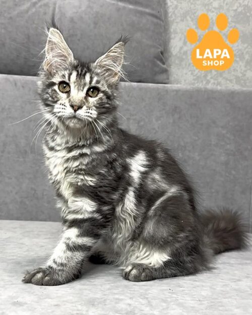 сріблясто-мармурова кішка мейн-кун