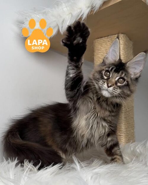 черепахова кішка мейн-кун