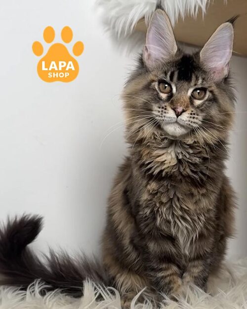 черепахова кішка мейн-кун