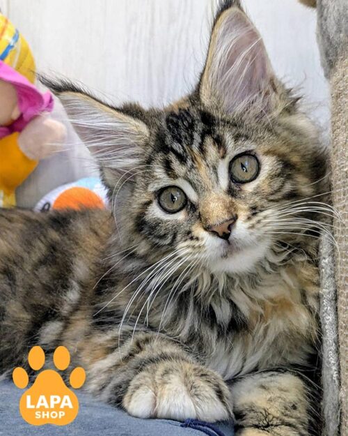 черепахово-мармурова кішка мейн-кун