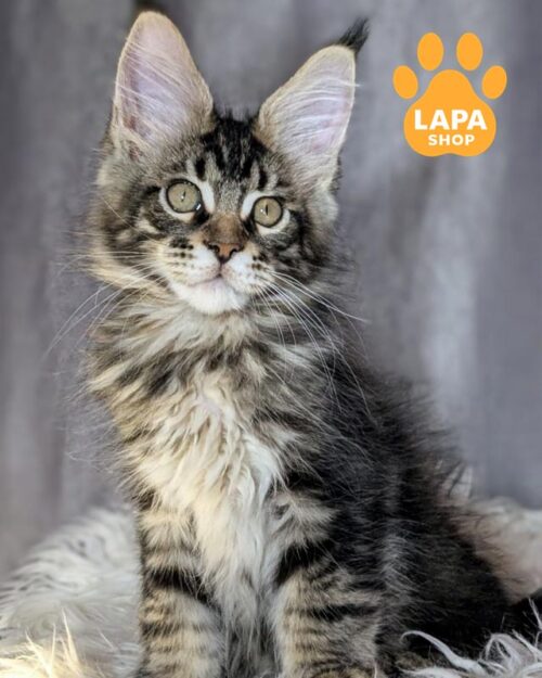 мармуровий мейн-кун