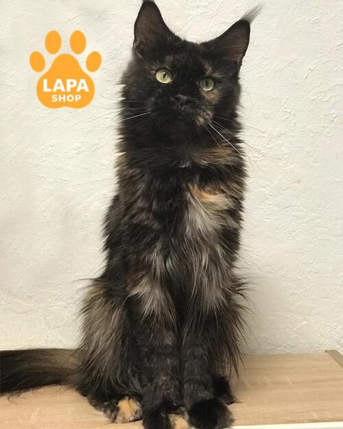 черепахова кішка мейн-кун