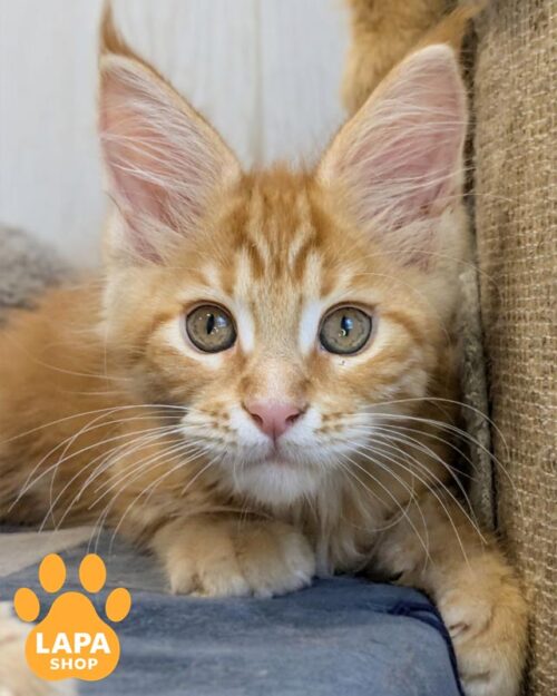 руда кішка мейн-кун