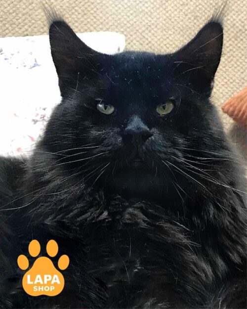 димний мейн-кун