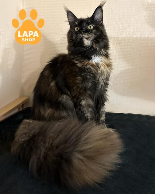 черепахова кішка мейн-кун