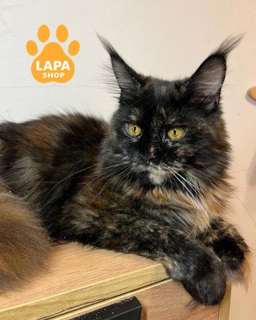 черепахова кішка мейн-кун