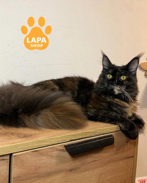 Quincy — розкішна кішечка мейн-кун в черепаховій шубці