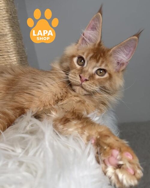 рудий мейн-кун