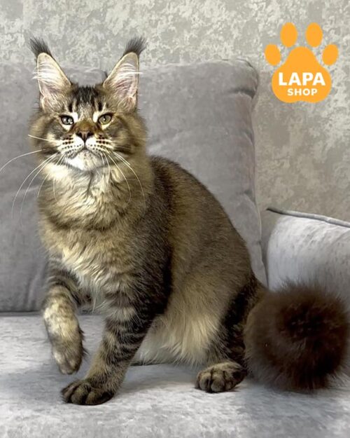 тикований мейн-кун