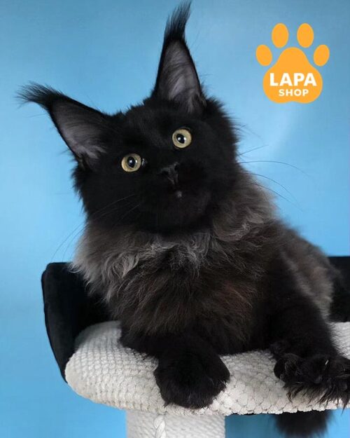 Rachel – очаровательная кошечка породы мейн-кун в черной шубке