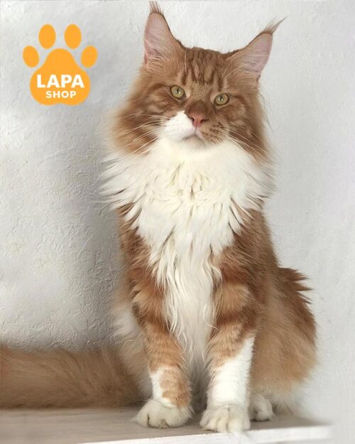 біло-рудий мейн-кун