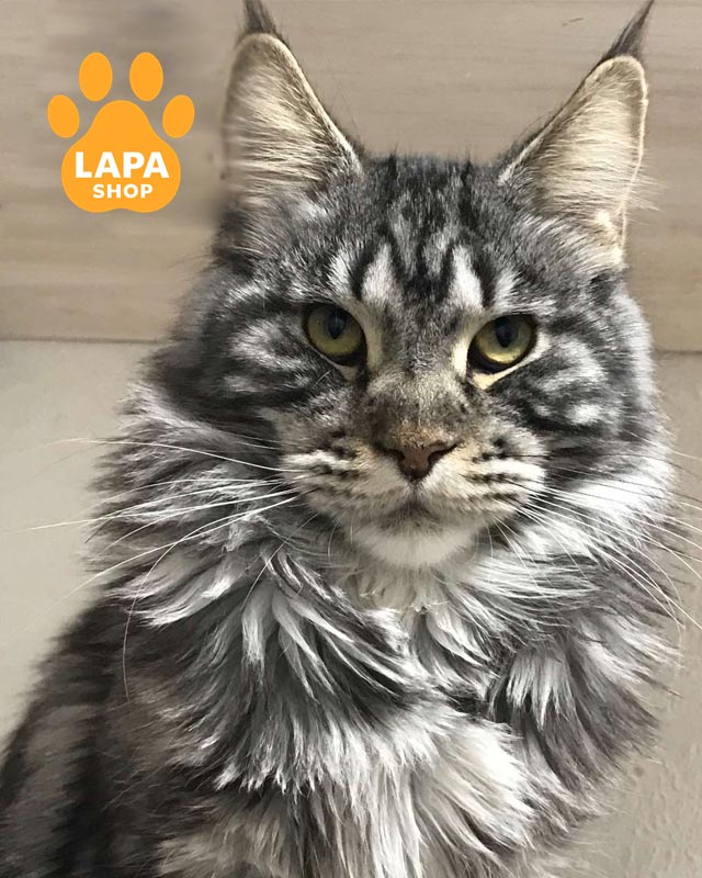 сріблясто-мармурова кішка мейн-кун