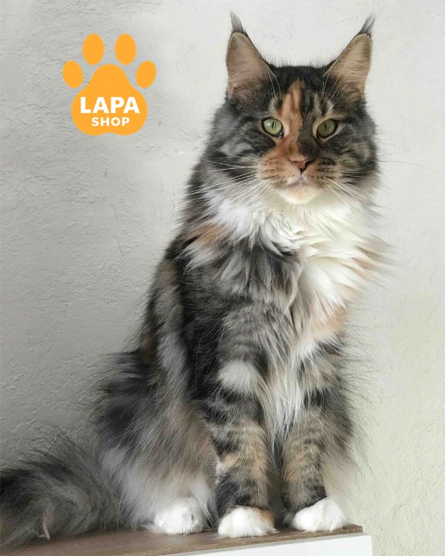 черепахово-біла кішка мейн-кун