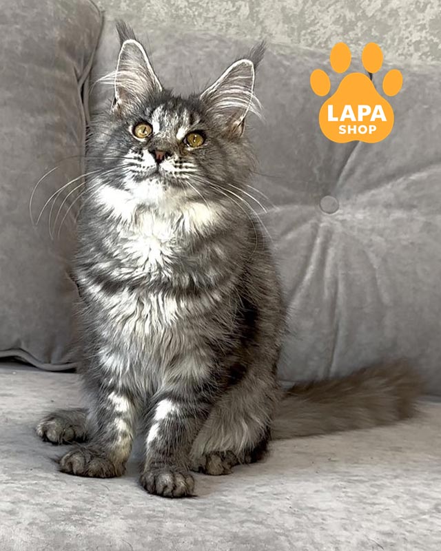 сріблясто-мармурова кішка мейн-кун