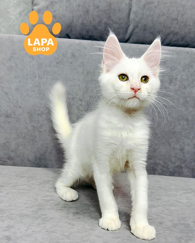 біла кішка мейн-кун