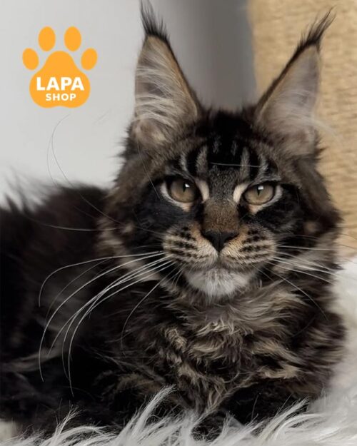 мармуровий мейн-кун