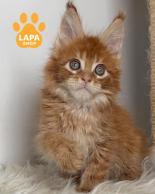 рудий мейн-кун