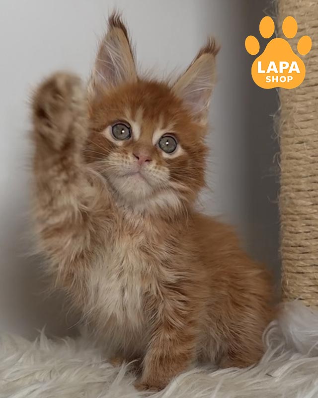 рудий мейн-кун