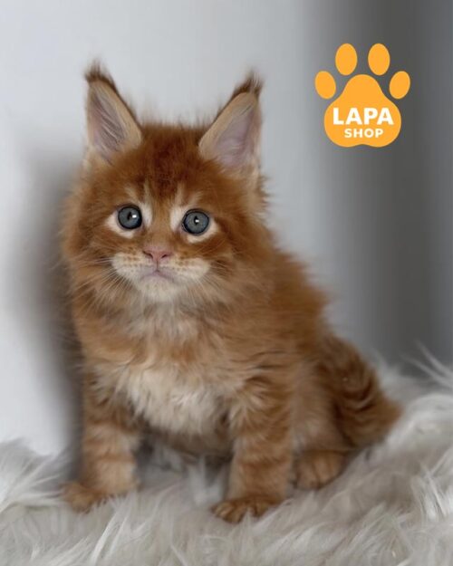 рудий мейн-кун