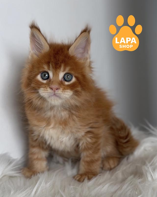 рудий мейн-кун