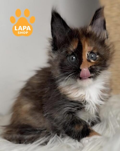 tortoiseshell and white Maine Coon kitty