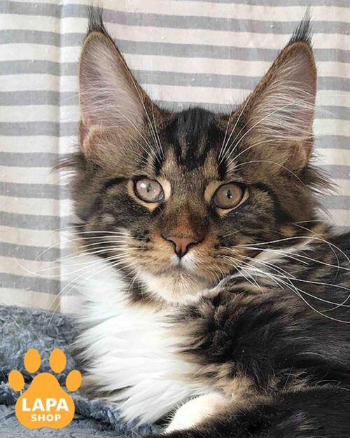 мармурово-білий мейн-кун