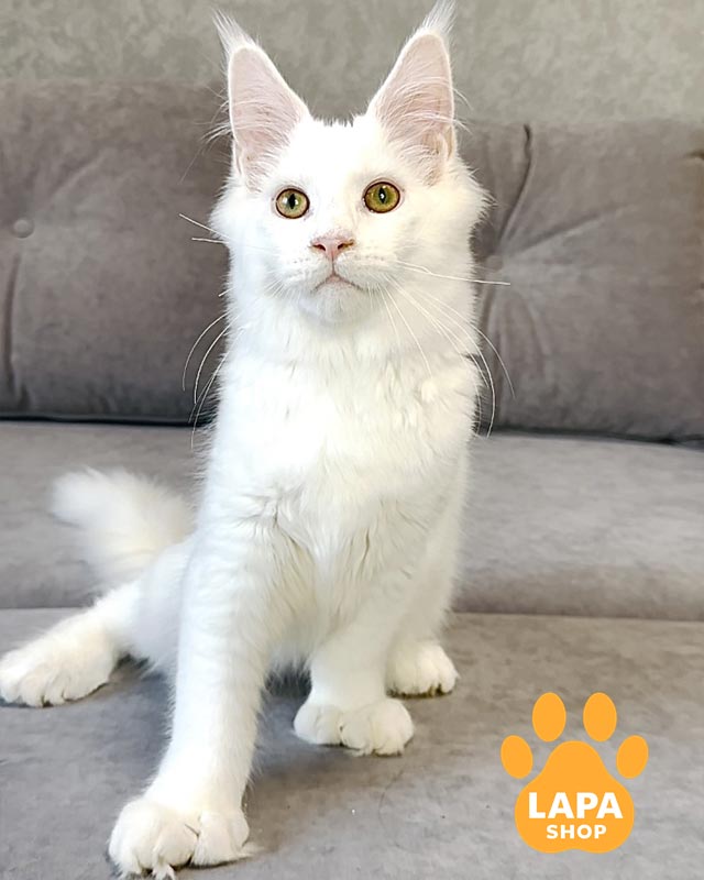 білосніжний мейн-кун полідакт